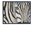 Ölbild auf Leinwand fertig gerahmt 40x50cm Zebra
